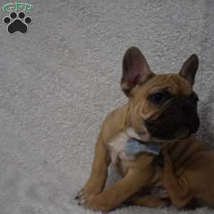 Vinny, French Bulldog Mix Puppy