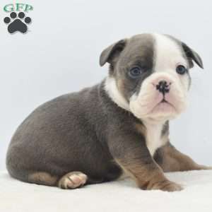 Duke, English Bulldog Mix Puppy