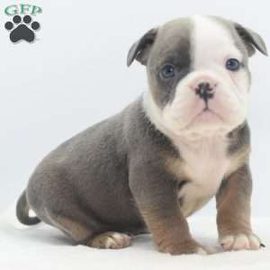 Duke, English Bulldog Mix Puppy
