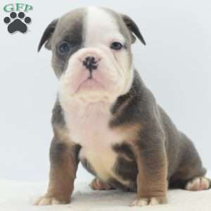 Duke, English Bulldog Mix Puppy