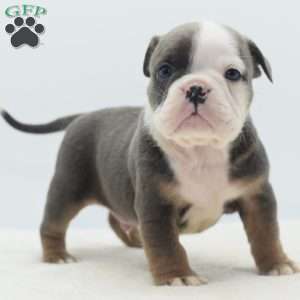 Duke, English Bulldog Mix Puppy