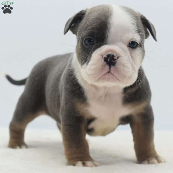 Duke, English Bulldog Mix Puppy