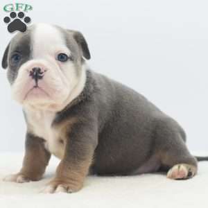 Duke, English Bulldog Mix Puppy