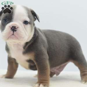 Duke, English Bulldog Mix Puppy