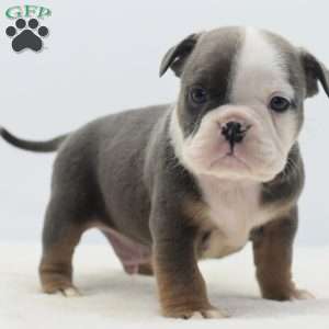 Duke, English Bulldog Mix Puppy