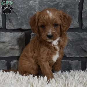 Toby, Cavapoo Puppy