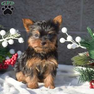 Reeses, Yorkie Puppy