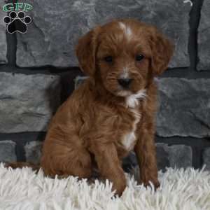 Toby, Cavapoo Puppy
