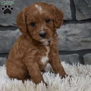 Toby, Cavapoo Puppy