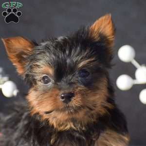 Reeses, Yorkie Puppy