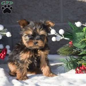 Snickers, Yorkie Puppy
