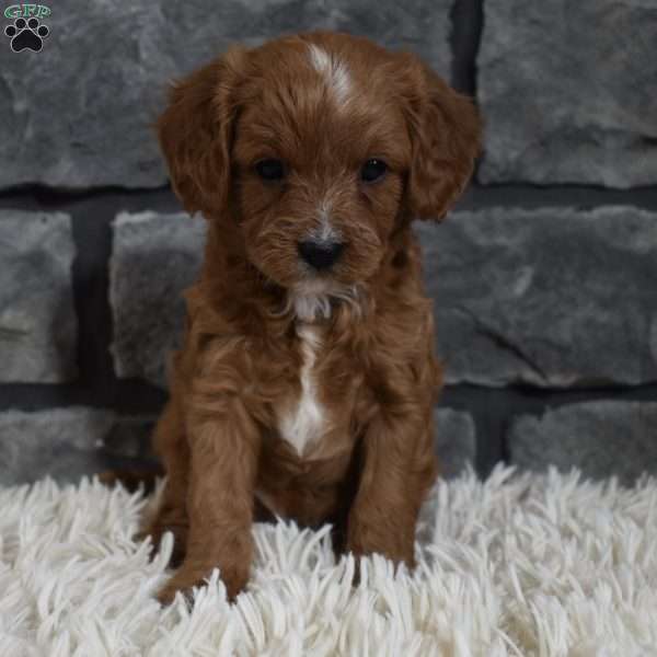 Toby, Cavapoo Puppy