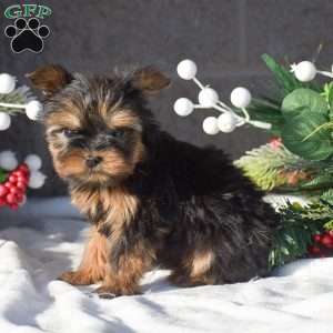 Snickers, Yorkie Puppy