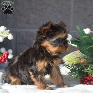 Snickers, Yorkie Puppy