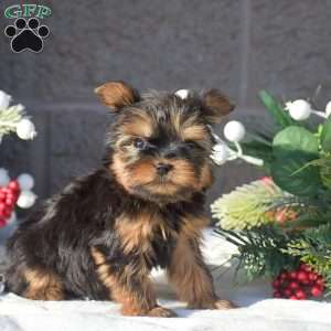 Snickers, Yorkie Puppy
