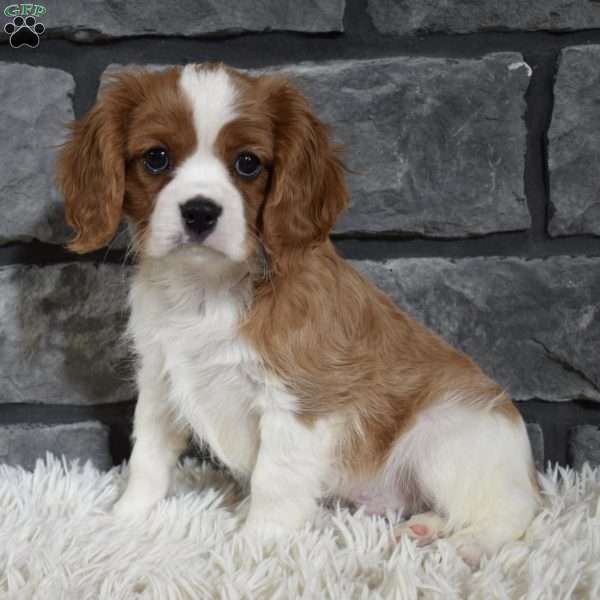 Rocky, Cavalier King Charles Spaniel Puppy