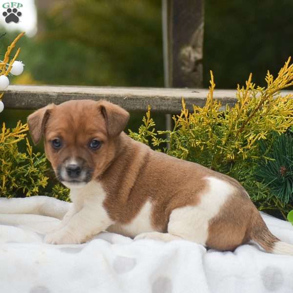 Pearl, Jack Russell Terrier Puppy