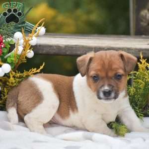Pearl, Jack Russell Terrier Puppy