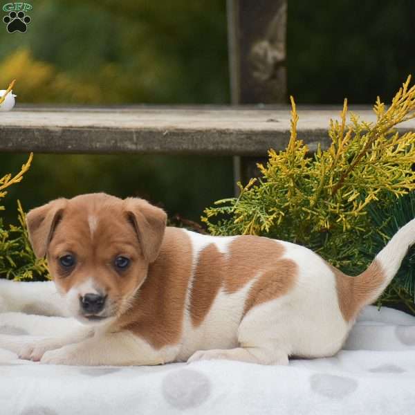Penny, Jack Russell Terrier Puppy