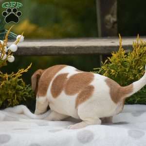 Penny, Jack Russell Terrier Puppy