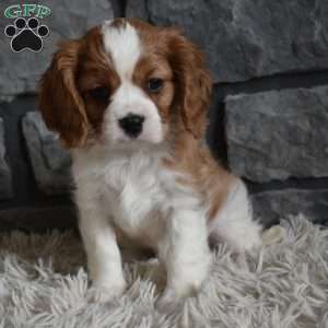 Rocky, Cavalier King Charles Spaniel Puppy