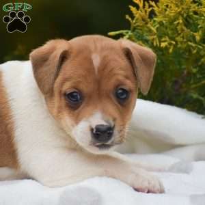 Penny, Jack Russell Terrier Puppy