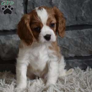 Rocky, Cavalier King Charles Spaniel Puppy