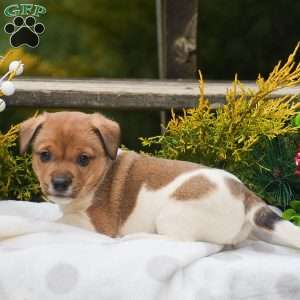 Pebbles, Jack Russell Terrier Puppy