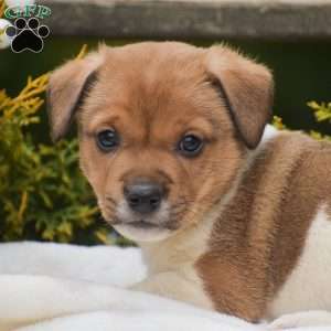 Pebbles, Jack Russell Terrier Puppy