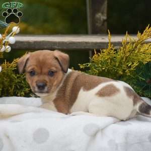 Pebbles, Jack Russell Terrier Puppy