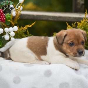 Pebbles, Jack Russell Terrier Puppy