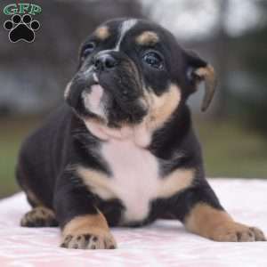 Emma, English Bulldog Mix Puppy