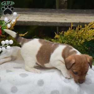 Pebbles, Jack Russell Terrier Puppy
