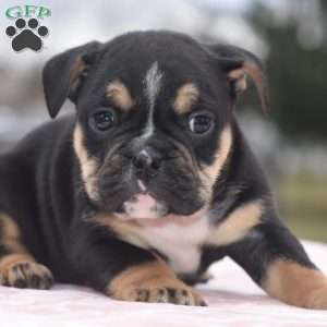Emma, English Bulldog Mix Puppy