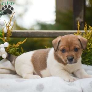 Pebbles, Jack Russell Terrier Puppy