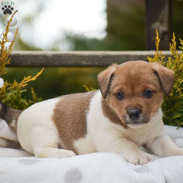 Pebbles, Jack Russell Terrier Puppy