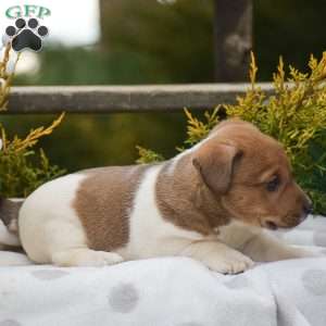 Pebbles, Jack Russell Terrier Puppy