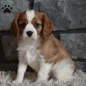 Rocky, Cavalier King Charles Spaniel Puppy