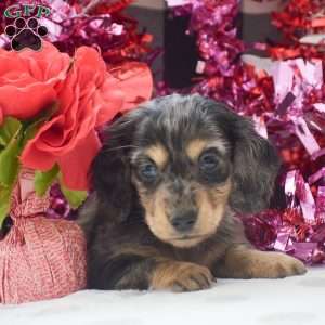 Everest-Mini, Dachshund Puppy
