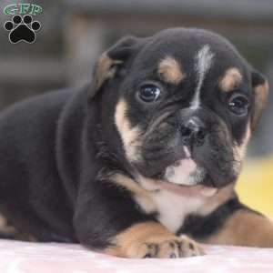 Emma, English Bulldog Mix Puppy