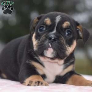 Emma, English Bulldog Mix Puppy