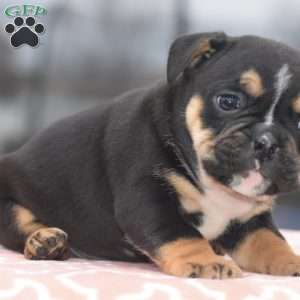 Emma, English Bulldog Mix Puppy