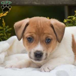 Peter, Jack Russell Terrier Puppy