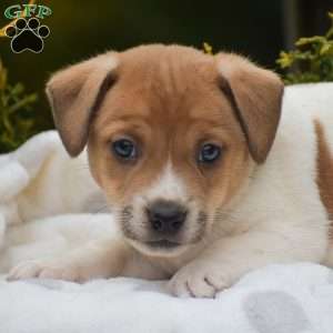 Peter, Jack Russell Terrier Puppy