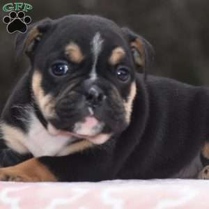 Emma, English Bulldog Mix Puppy