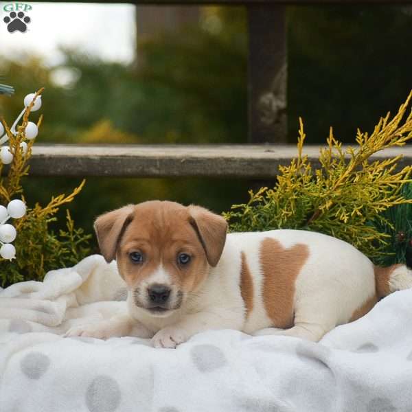 Peter, Jack Russell Terrier Puppy
