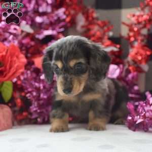 Everest-Mini, Dachshund Puppy