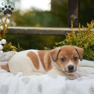 Peter, Jack Russell Terrier Puppy