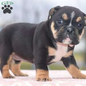 Emma, English Bulldog Mix Puppy