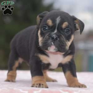 Emma, English Bulldog Mix Puppy